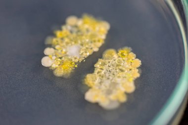 乳酸脫氫酶活性檢測試劑盒圖1 乳酸脫氫酶活性檢測試劑盒圖1