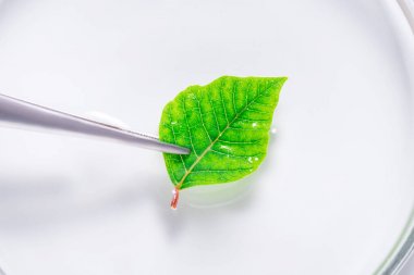 植物激素elisa試劑盒產(chǎn)品價格與簡析圖2