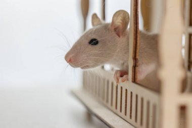 動物細胞培養需要做哪些準備工作？圖1