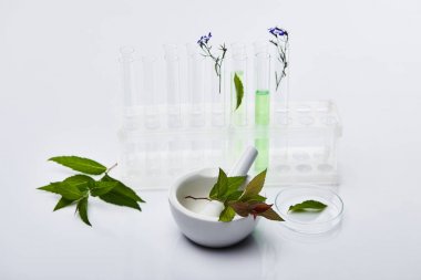 植物原花青素含量檢測試劑盒